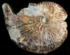 Hoploscaphites (Jeletzkytes) Ammonite - South Dakota #43918-1